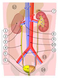 Urinary