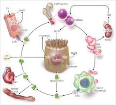 Iron Deficiency