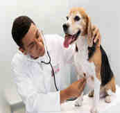 Veterinary